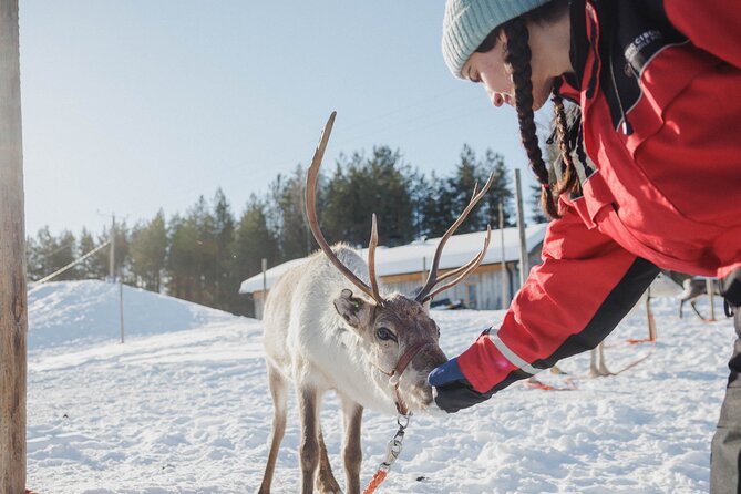 Reindeer Experience with Sledge Ride - Warm Drinks and Cozy Atmosphere