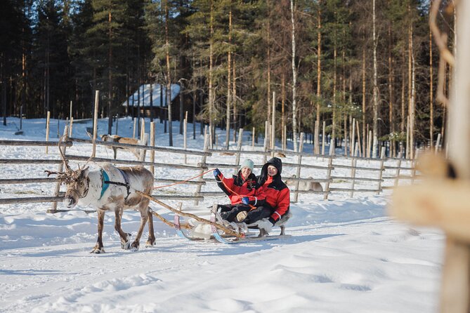 Reindeer Experience with Sledge Ride - Reviews and Real Experiences