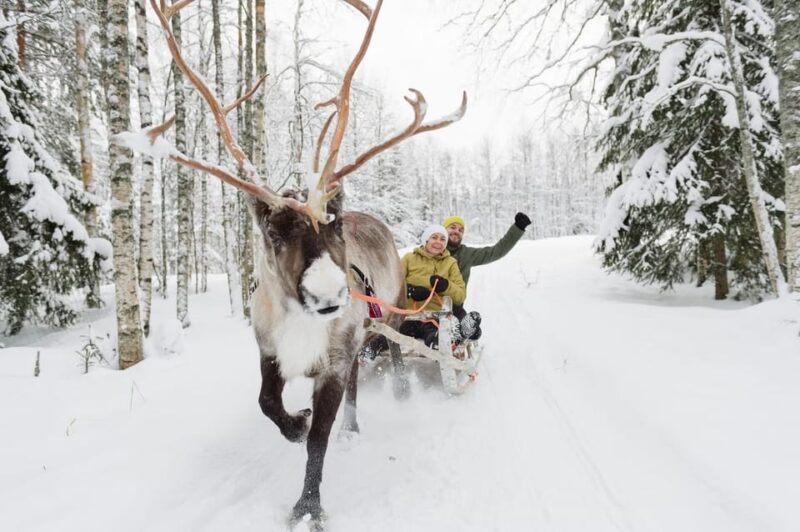 Reindeer Farm Visit with Sleigh Ride - Who Will Enjoy This Tour?