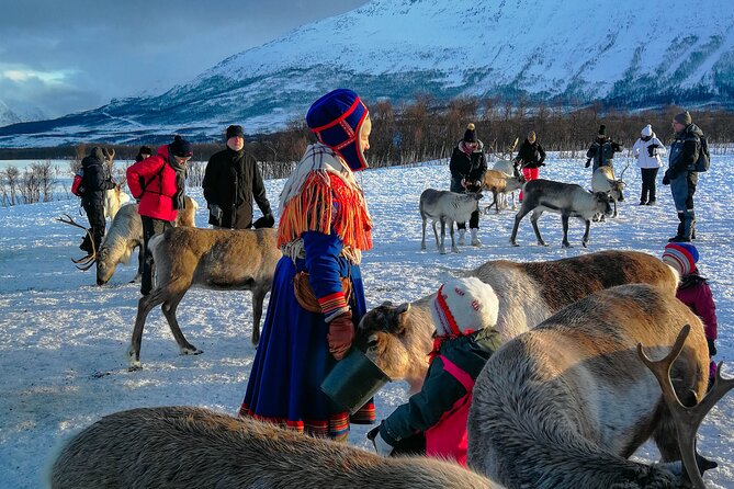 Reindeer Feeding and Sami Culture Afternoon Departure - Practical Tips: Weather and Clothing