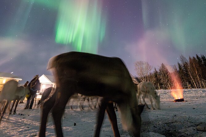 Reindeer Feeding and Sledding, Sami Storytelling Night Tour - Key Points