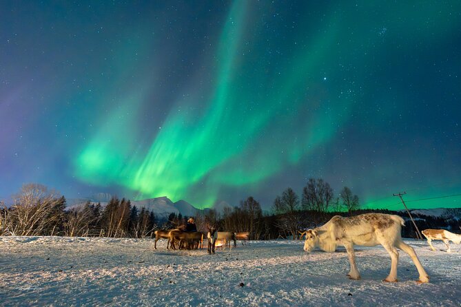 Reindeer Feeding and Sledding, Sami Storytelling Night Tour - Reindeer Sledding: An Authentic Arctic Activity