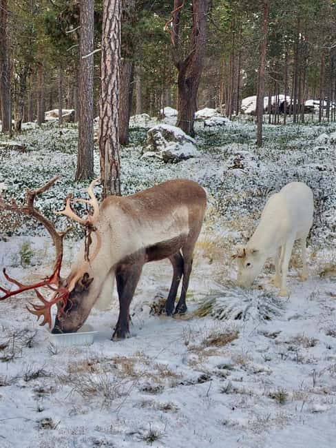 Reindeer feeding in Inari - Reindeer feeding in Inari: Up-close with Laplands iconic reindeers