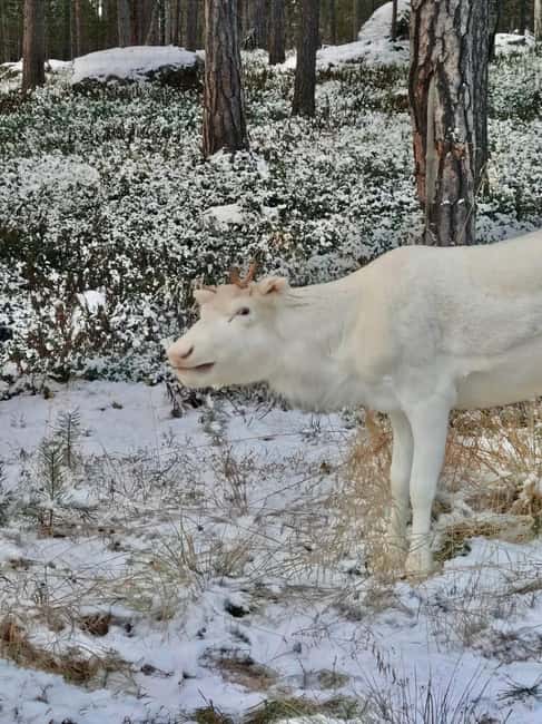 Reindeer feeding in Inari - Key Points
