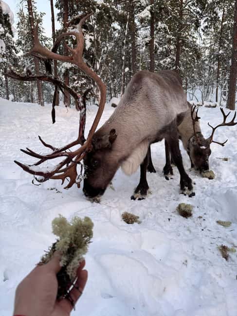 Reindeer feeding in Inari - Encountering wild reindeers in their natural habitat