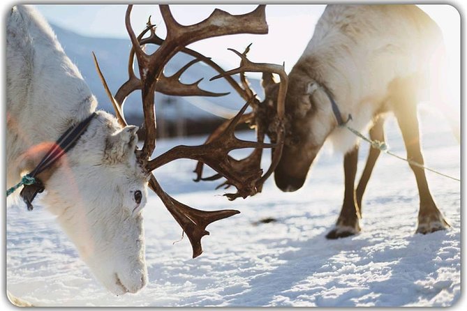 Reindeer feeding & Saami Culture - Lunch and Refreshments in the Sami Lavvu