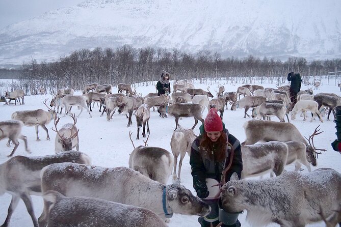 Reindeer feeding & Saami Culture - The Sum Up: A Warm Arctic Cultural and Wildlife Encounter