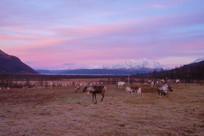 Reindeer feeding & Saami Culture with chance for Northern Lights - Sami Culture and Storytelling