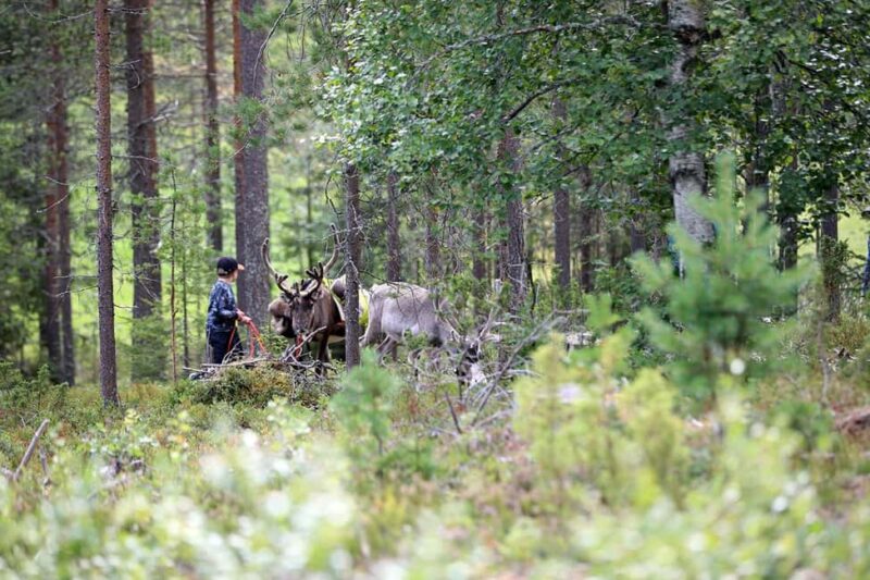 Reindeer Hike in Kuusamo nature - Explore Reindeer Hike in Kuusamo’s Natural Wilderness