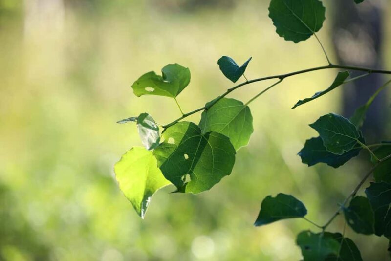 Reindeer Hike in Kuusamo nature - The Experience Provider: Kujalan Porotila Oy