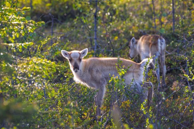 Reindeer Hike in Kuusamo nature - Physical Requirements and Accessibility Considerations