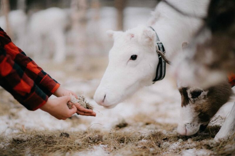 Reindeer Husbandry with Snowmobile Sleigh Ride and Lunch - The Lakeside Sauna and Icy Waters Experience