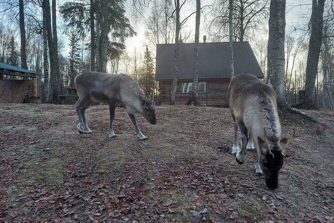 Reindeer Meet and Feed - Talkeetna - The Accessibility and Family-Friendly Nature of the Tour