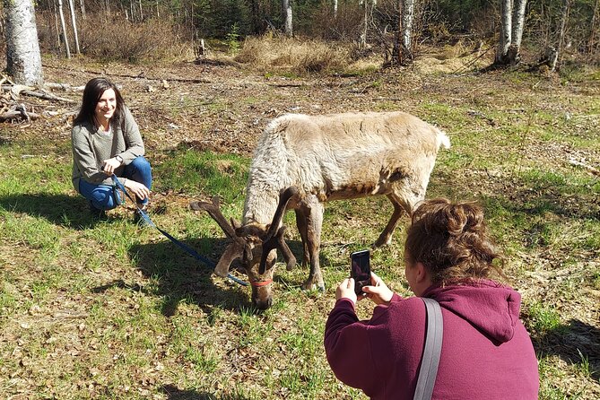 Reindeer Meet and Feed - Talkeetna - Group Size and Tour Logistics