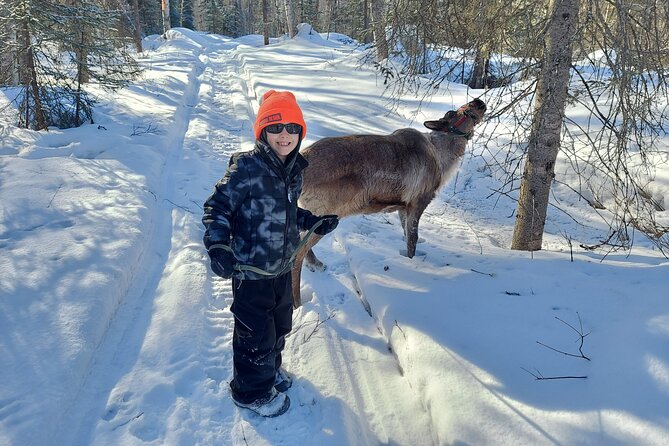 Reindeer Meet and Feed - Talkeetna - Why Choose the Reindeer Meet and Feed Tour?