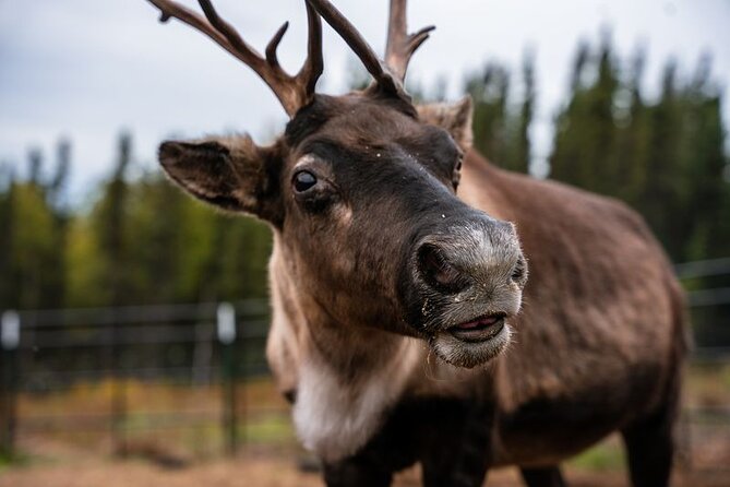 Reindeer Meet and Greet - Reindeer Meet and Greet: An Up-Close Encounter in Fairbanks