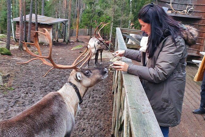 Reindeer Park Adventure - The Convenience of Private Transport with Wi-Fi