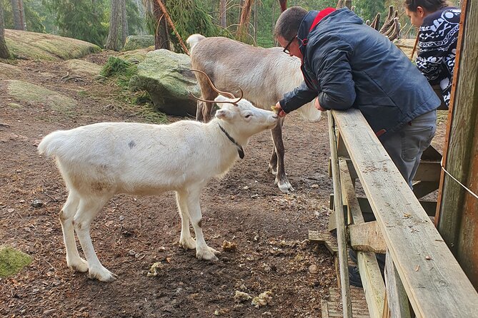 Reindeer Park Adventure - The Experience of the Guides and Overall Service
