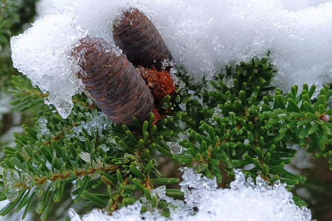 Reindeer Park Adventure VIP Car (private service) - Flexibility and Booking in Advance