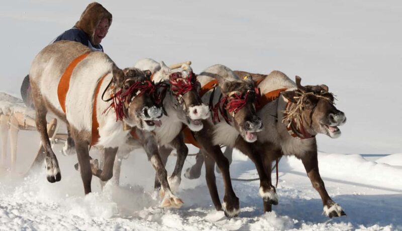 Reindeer Safari and Ice Fishing - Ice Fishing Behind the Family Farm