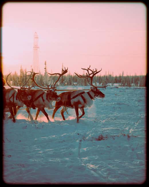 Reindeer Safari and Ice Fishing - Logistics and Pickup Options from Rovaniemi