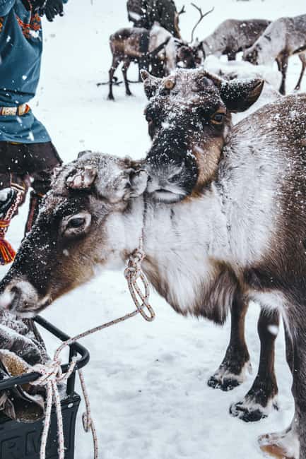 Reindeer Safari and Ice Fishing - Essential Packing and Safety Tips