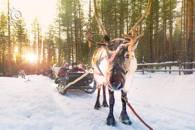 Reindeer Safari in Arctic Wilderness - Experience the Traditional Sami Reindeer Safari in Rovaniemi