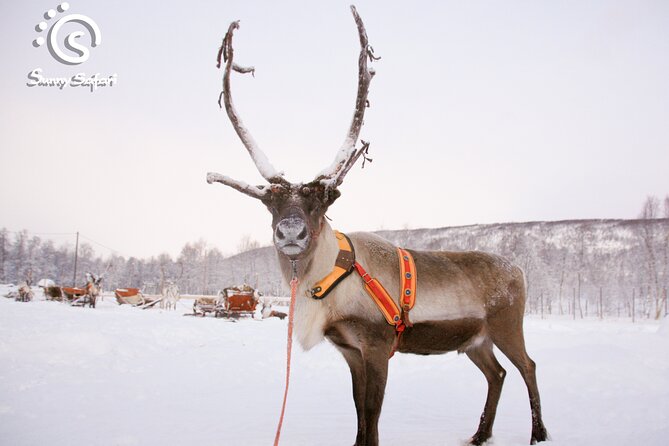 Reindeer Safari in Arctic Wilderness - Riding the Reindeer Sleigh: Scenic and Peaceful
