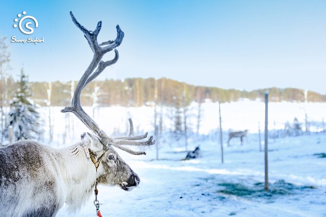 Reindeer Safari in Arctic Wilderness - Practical Details: Meeting Points, Booking, and Weather Considerations