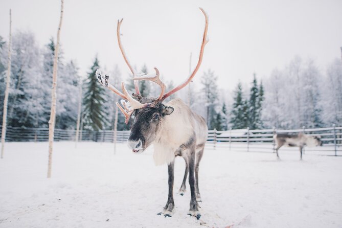 Reindeer Safari with Snowmobile and Cross The Arctic Circle Tour from Rovaniemi - What’s Included and What to Consider