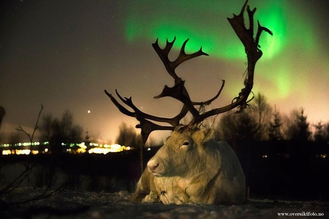 Reindeer Sledding and Feeding with Chance of Northern Lights Tromso - Discover Authentic Sami Culture and Reindeer Experiences in Tromsø