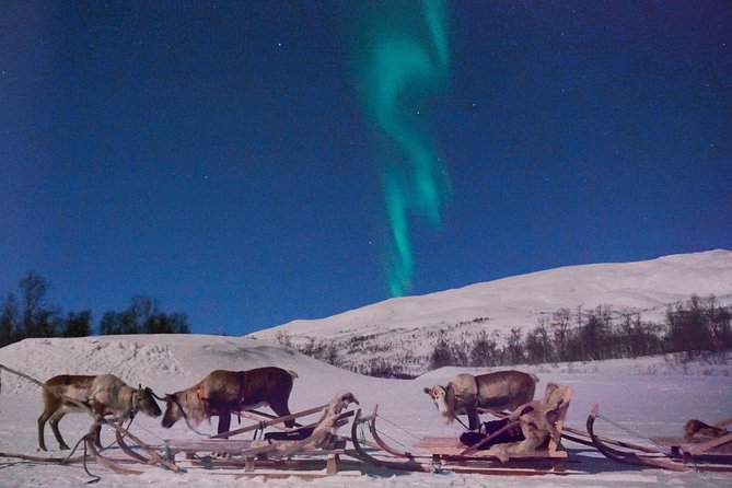 Reindeer Sledding and Feeding with Chance of Northern Lights Tromso - Inside the Sami Lavvu Tent with Traditional Meal and Storytelling