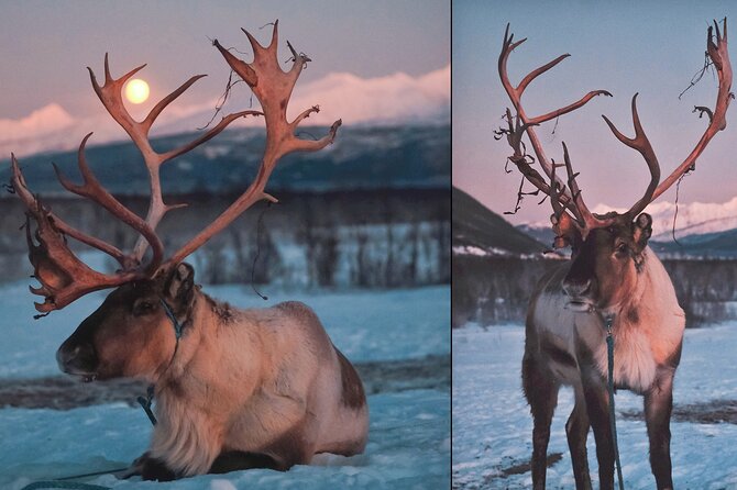 Reindeer Sledding and Feeding with Chance of Northern Lights Tromso - Food, Facilities, and Additional Comforts