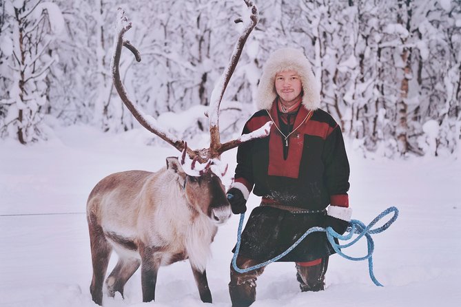 Reindeer Sledding and Feeding with Sami Culture in Tromso. - Reindeer Feeding and Interaction in the Arctic