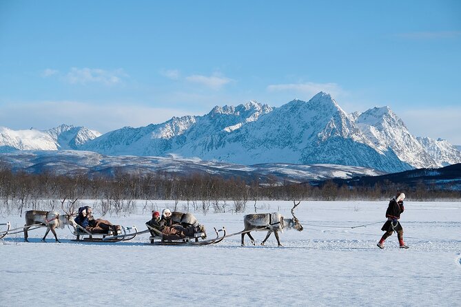 Reindeer Sledding and Feeding with Sami Culture in Tromso. - Guides and Tour Organization