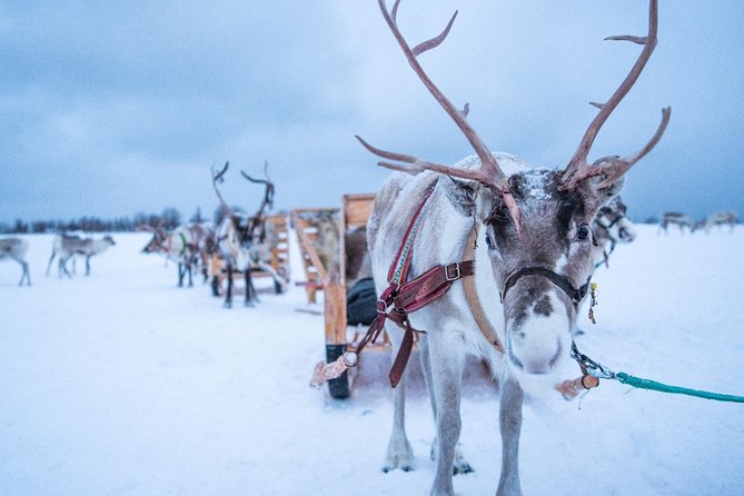 Reindeer Sledding Experience and Sami Culture Tour from Tromso - The Impact of Weather on Activities
