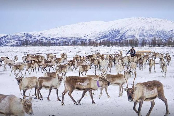 Reindeer Sledding Experience and Sami Culture Tour from Tromso - The Experience Provider: Tromso Arctic Reindeer