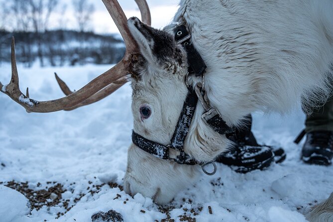 Reindeer Sledding, Feeding And Sami Culture At Reindeer Farm - Value and Limitations of the Tour