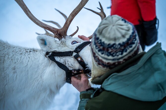 Reindeer Sledding, Feeding And Sami Culture At Reindeer Farm - Final Thoughts: Who Will Enjoy This Tour?