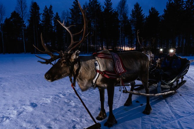 Reindeer sleigh ride across the night in Apukka Resort Rovaniemi - Logistics and Group Size