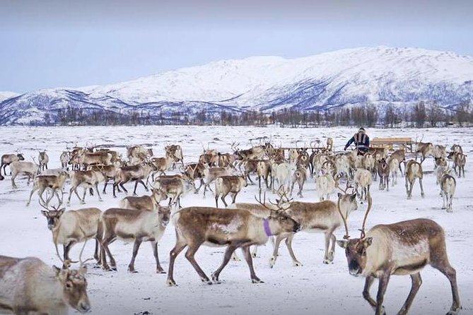 Reindeer visit, and Sami Culture Including Lunch from Tromso - Discover Reindeer and Sami Culture on a 4-Hour Tromsø Tour for $160.86