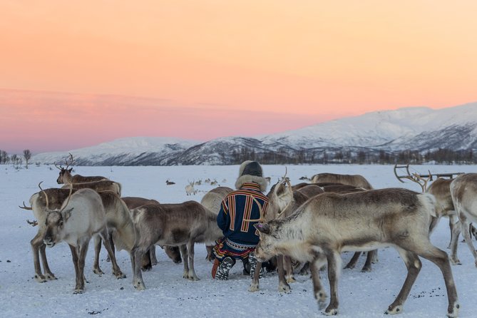 Reindeer visit, and Sami Culture Including Lunch from Tromso - Reindeer Feeding and Sami Livelihood