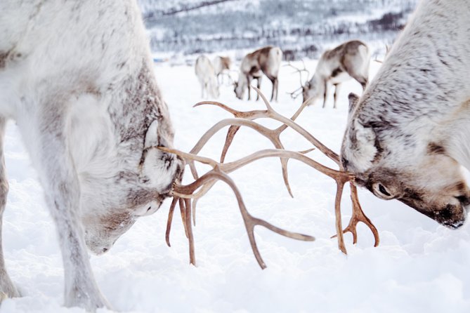 Reindeer visit, and Sami Culture Including Lunch from Tromso - The Quality of Food and Beverages