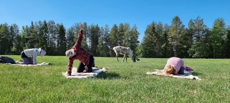 Reindeer yoga in Kuusamo - Reindeer Yoga in Kuusamo: A Unique Outdoor Wellness Experience in Finland