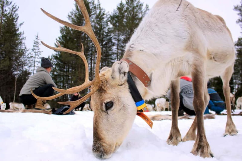 Reindeer yoga in Kuusamo - Key Points