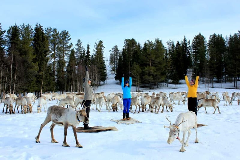 Reindeer yoga in Kuusamo - How Reindeer Hides Double as Yoga Mats in Kuusamo