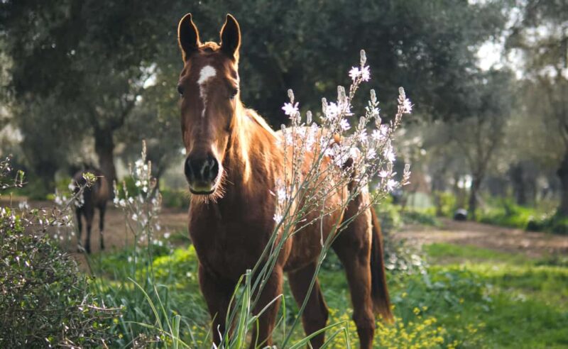Relax & Mindfulness with Horses in Vejer de la Frontera - Meeting Point and Logistics in Vejer de la Frontera
