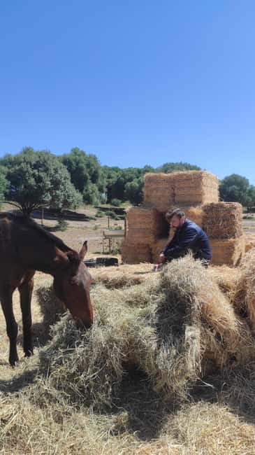 Relax & Mindfulness with Horses in Vejer de la Frontera - The Benefits of a Small Group Experience