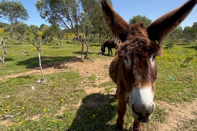 Relaxed E-bike in the backroads of Cascais and Sintra - Visiting Peninha Monastery for Spectacular Views