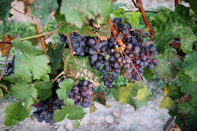 Relaxing Afternoon Wine Tour through Niagara's Wine Country - Starting Point and Pickup Details in Niagara